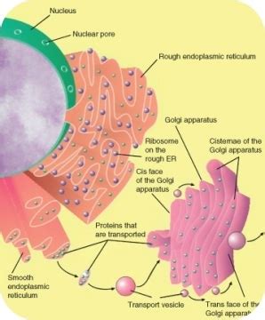 Vesicles and Vacuoles ( Read ) | Biology | CK-12 Foundation