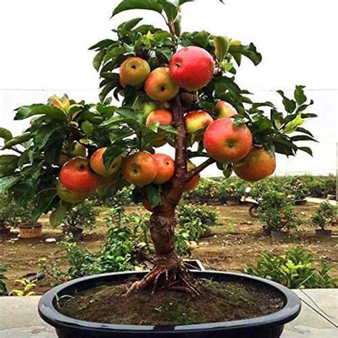 Best Bonsai Tree Apple The ultimate guide | leafyzen