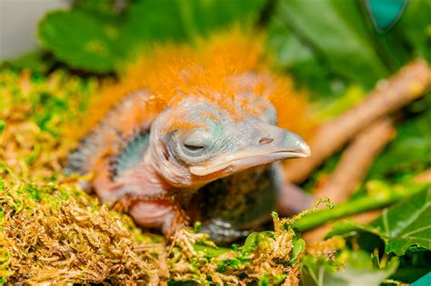 Exciting Snapshots Of Our 10-day-old Capuchinbird, Also Known As ...