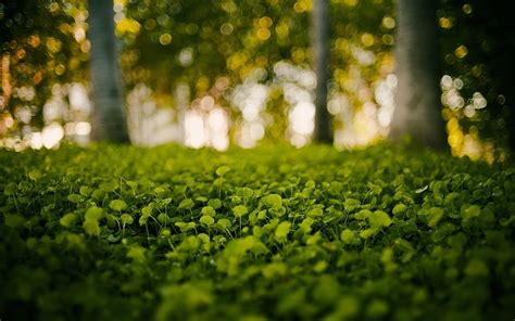 green, Nature, Grass, Bokeh, Blurred, Background Wallpapers HD ...