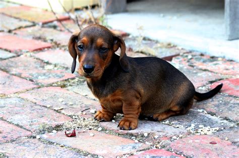 Brown Long Haired Teacup Chihuahua - Bleumoonproductions