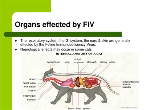 PPT - Feline Immunodeficiency Virus PowerPoint Presentation - ID:6908469