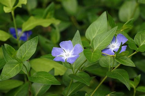 Growing Periwinkle: Information On Planting Periwinkle In The Garden