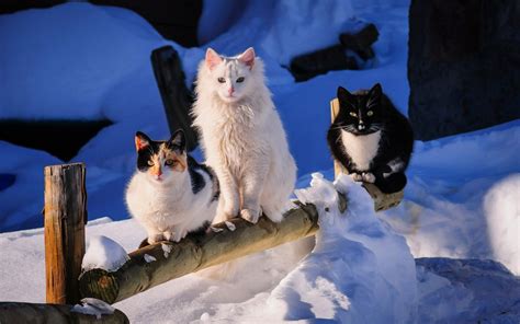 Cute Winter Cat Wallpapers - Wallpaper Cave