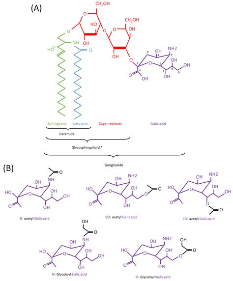 Biomolecules | Free Full-Text | 9-O Acetylated Gangliosides in Health ...