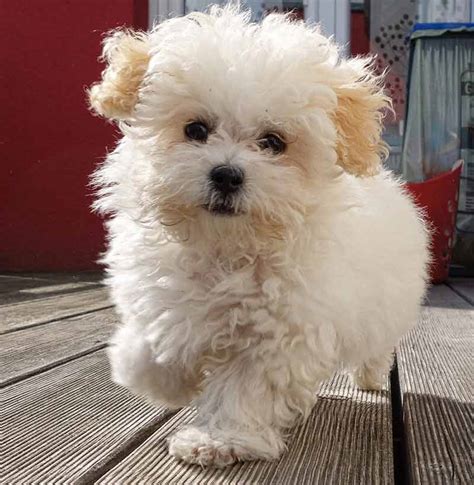 Maltipoo - Your Guide To The Adorable Maltese Poodle Mix