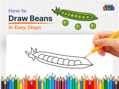 How To Draw A Beans Step By Step Guide – Modafinil24