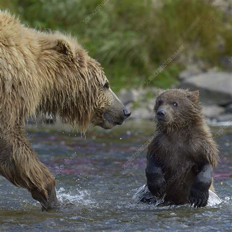 Grizzly bear mother and cub in river - Stock Image - C042/8196 ...