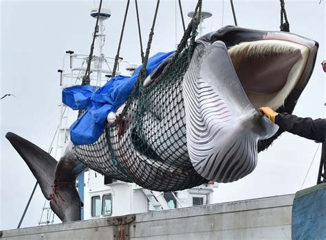 Whale meat fetches 'celebration prices' in Japan after first commercial ...