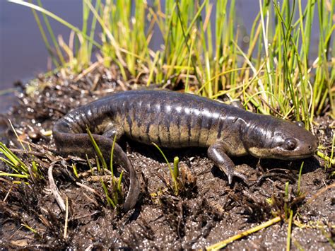 Paedomorphic Tiger Salamanders swarm Colorado Lake