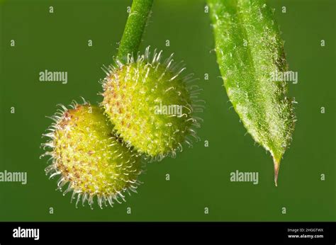 Cleavers, Goosegrass, Catchweed bedstraw (Galium aparine), schizocarp ...