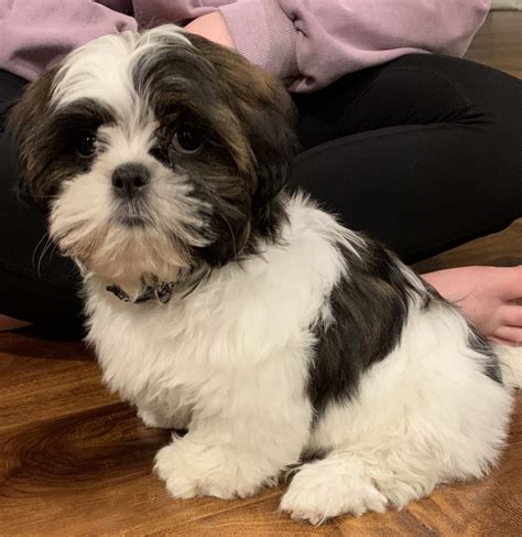 Shih Tzu Puppies For Sale | Rochester, NY #326483