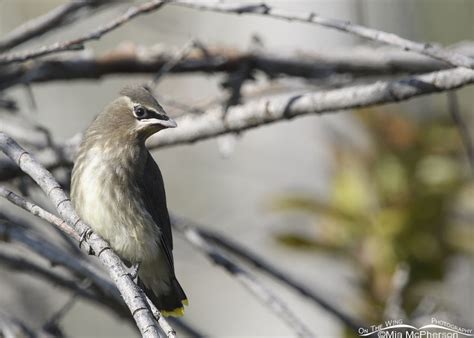 Young Cedar Waxwing Photos - Mia McPherson's On The Wing Photography