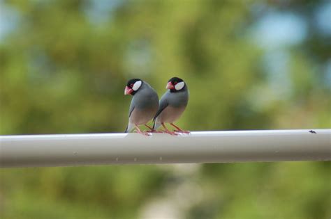 Java Finch Bird Species Profile