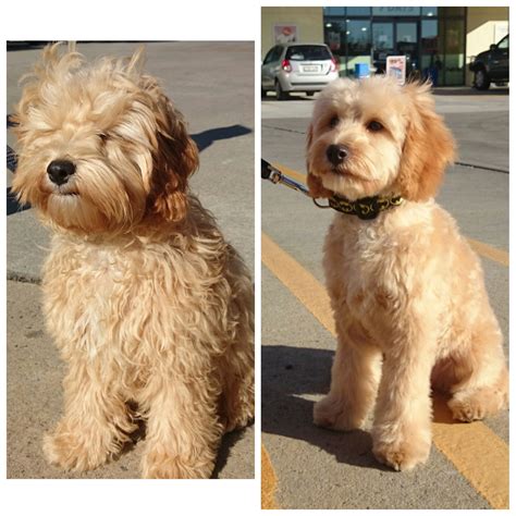 Before and after for this Canberra Spoodle Dog | Goldendoodle grooming ...