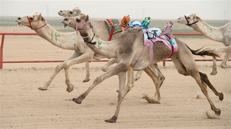 Ahmedcmp: Camel Racing