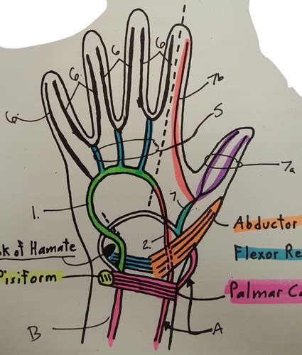 Ventral Surface of Right Hand Flashcards | Quizlet