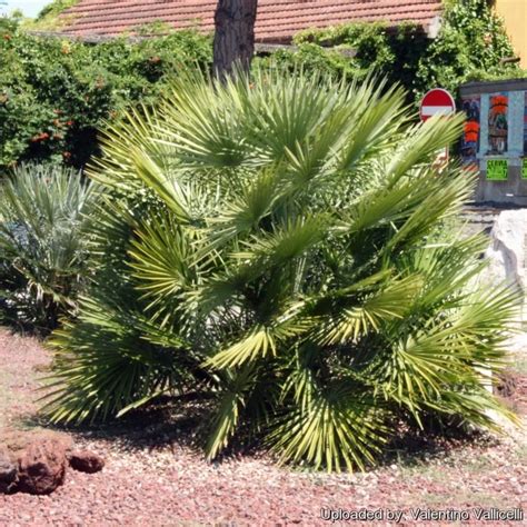 Chamaerops humilis