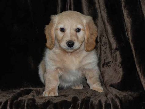 Golden Dox (Golden Retriever X Dachshund Mix) Info, Puppies, Pictures