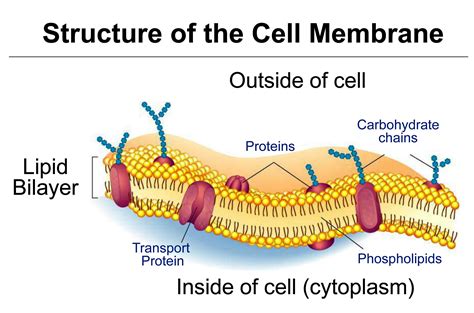 Cell Membrane Diagram Labeled