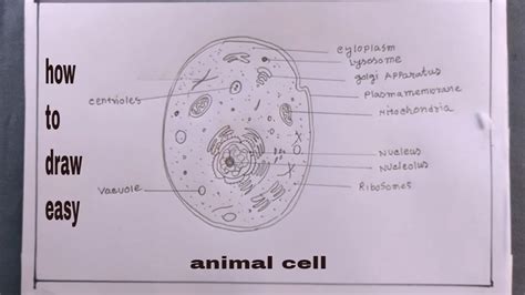 Create a Fascinating Animal Cell Model Drawing in Just 5 Steps!