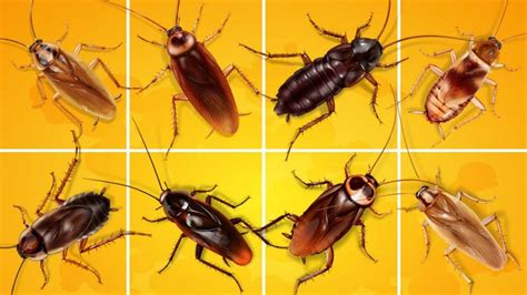 5 Types of Cockroaches Found In Iowa! (ID GUIDE) – Nature Blog Network