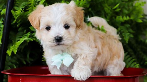 How Much Does A Maltipoo Cost