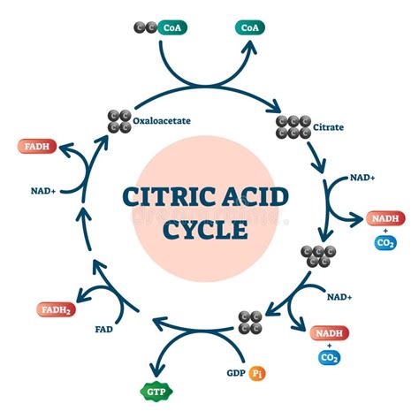 Citric Acid Cycle Diagram, Vector Illustration Molecular Scheme Stock ...