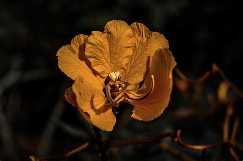 Cerrado Flower Photograph by Rafael Batista - Fine Art America