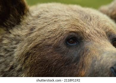 Big Brown Bear Close Pics Stock Photo 2259278471 | Shutterstock