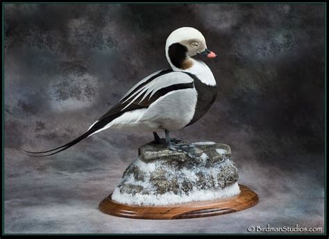 Birdman Studios Waterfowl Taxidermy * Upland & Bird Taxidermy * Duck ...