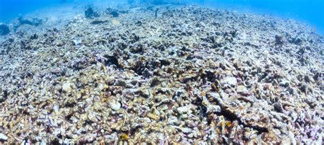 Coral Reef Destruction: 5 Common Causes of Coral Degradation