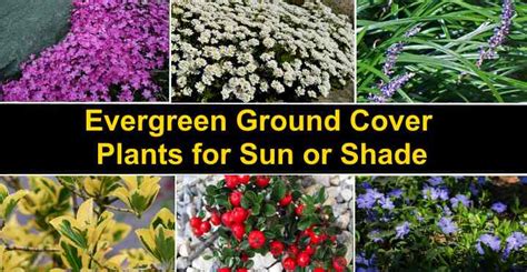 Low Light Evergreen Ground Cover - ground cover and shrubs