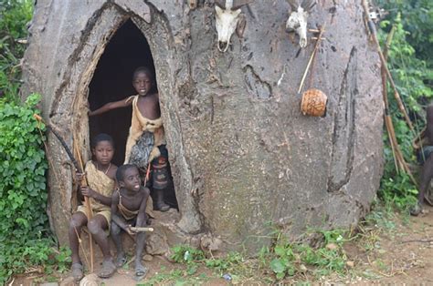 Baobab Tree – The African “Tree of Life” – The Herb Society of America Blog