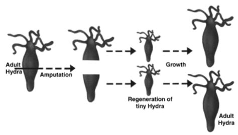 Regeneration In Animals
