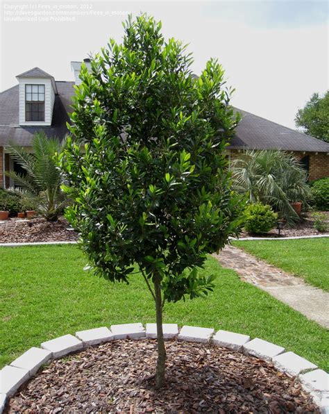 PlantFiles Pictures: Carolina Cherry Laurel 'Compacta' (Prunus ...