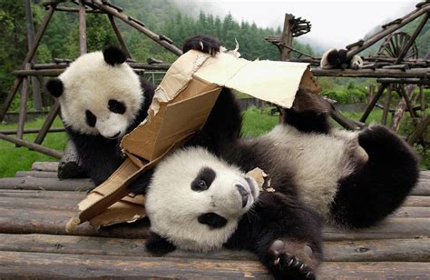 Giant Panda Cubs Playing Photograph by Katherine Feng