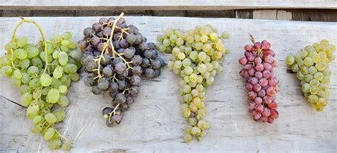 The Rise Of Regional Grape Varieties And Their Impact On The Wine World