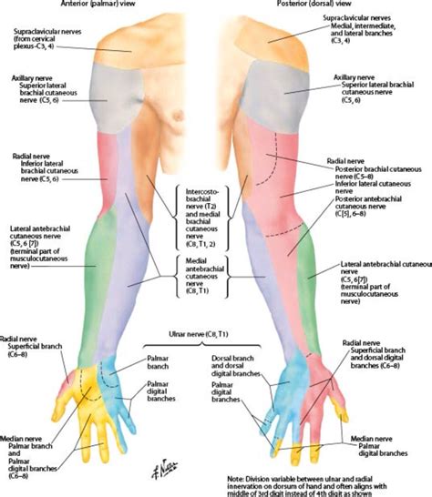 Anatomy Of The Arm Nerves - ATLAS BODY