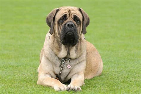 English Mastiff Dogs Clipart Png | lupon.gov.ph