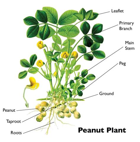 How the Peanut Plant Grows