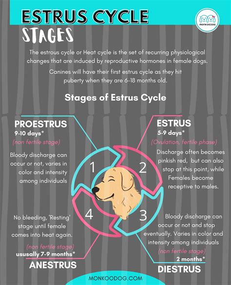 Dog's Heat Cycle Stages Explained | Dog in heat, Dog heat cycle, Female ...