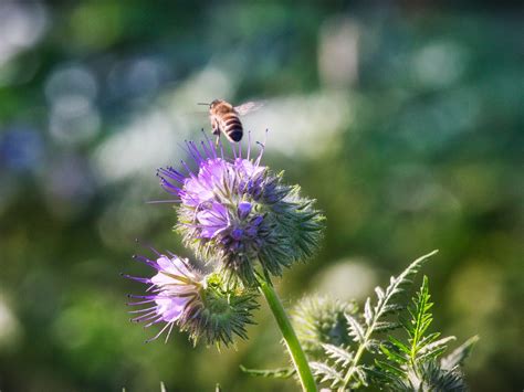 Pesticides might be worse for bees than we thought | Popular Science