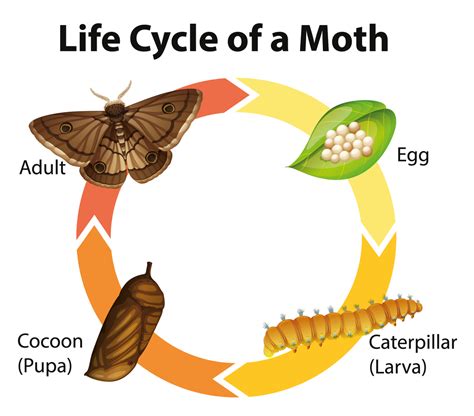 Case-bearing Clothes Moths - What You Need to Know.