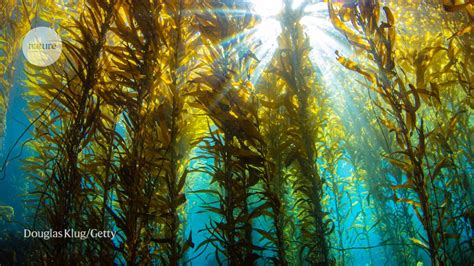 Why Earth’s giant kelp forests are worth $500 billion a year