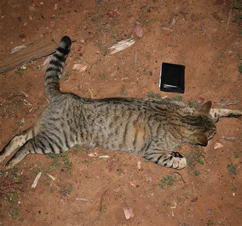 45 Top Pictures Feral Cat Traps Australia : Really? Australia Plans to ...