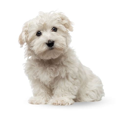 Westie Poodle Puppies For Sale - PUPPIES AUSTRALIA