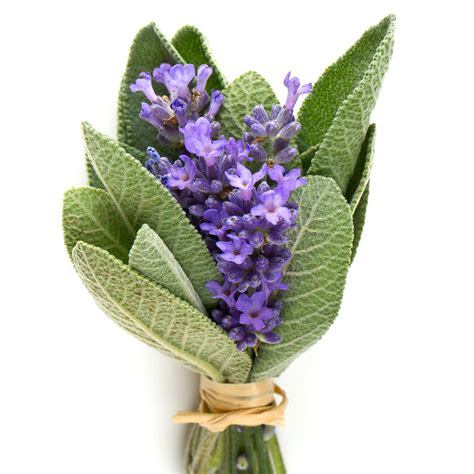 Crafters Choice™ Lavender Sage* Fragrance Oil 622 - Wholesale Supplies Plus