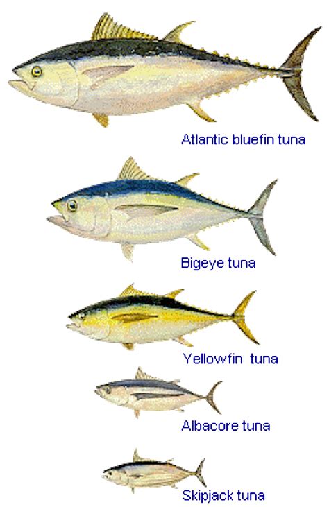 2017 | Sustainable shopping: how to buy tuna without biting a chunk out ...