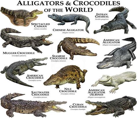 Alligators and Crocodiles of the World Poster Print - Etsy | Crocodile ...